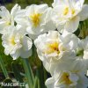 Narcis - White cheerfulness