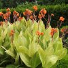 Canna Striata 02
