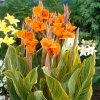 Canna Striata 01