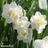 Narcis - White cheerfulness