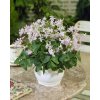 Oxalis fanny triangularis 21
