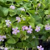 stavel ctyrlistek oxalis fanny triangularis 2