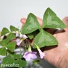 stavel ctyrlistek oxalis fanny triangularis 3
