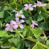 stavel ctyrlistek oxalis fanny triangularis 4