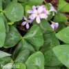 stavel ctyrlistek oxalis fanny triangularis 6