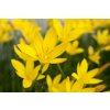 Zephyranthes yellow 2