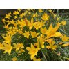 Zephyranthes yellow 3