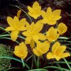 Zephyranthes yellow 1