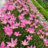 Zephyranthes rosea 3