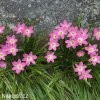 zephyranthes rosea destova lilie ruzova 2
