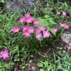 Zephyranthes rosea 4