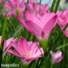 zephyranthes rosea destova lilie ruzova 3