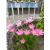 Zephyranthes rosea 5