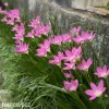 zephyranthes rosea destova lilie ruzova 4