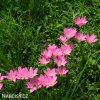 zephyranthes rosea destova lilie ruzova 5