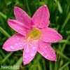zephyranthes rosea destova lilie ruzova 6