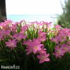 zephyranthes rosea destova lilie ruzova 7