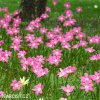 zephyranthes rosea destova lilie ruzova 8