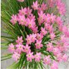 Zephyranthes rosea 2