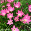 zephyranthes rosea destova lilie ruzova 1