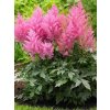 Astilbe Europa 02