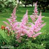 astilbe ruzova cechrava 2