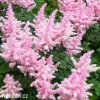 astilbe ruzova cechrava 3