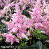 astilbe ruzova cechrava 4