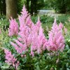astilbe ruzova cechrava 5