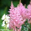 astilbe ruzova cechrava 6