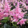 Astilbe Europa 01