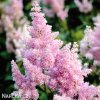 astilbe ruzova cechrava 1