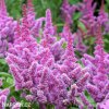 astilbe hyacintova cechrava 2