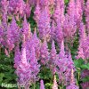 astilbe hyacintova cechrava 3