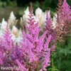 astilbe hyacintova cechrava 5
