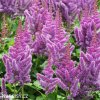astilbe hyacintova cechrava 1