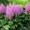 astilbe hyacintova cechrava 4