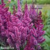astilbe fialova cechrava 2