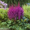 astilbe fialova cechrava 4