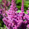 astilbe fialova cechrava 5