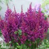 astilbe fialova cechrava 1