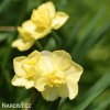 žlutý plnokvětý narcis yellow cheerfulness 2