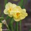 žlutý plnokvětý narcis yellow cheerfulness 6