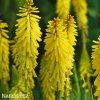 kniphofia zluty mnohokvet yellow 2