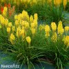 kniphofia zluty mnohokvet yellow 3