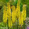 kniphofia zluty mnohokvet yellow 4