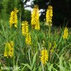 kniphofia zluty mnohokvet yellow 5
