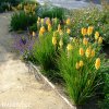 kniphofia zluty mnohokvet yellow 6