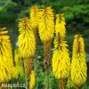 kniphofia zluty mnohokvet yellow 1