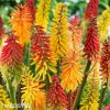 Kniphofia mix mnohokvet smes 2